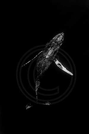 IMG.2696 Humpback Whale (Megaptera novaeangliae)