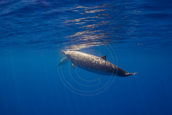 IMG.2176 Blainville's Beaked Whale (Mesoplodon densirostris)