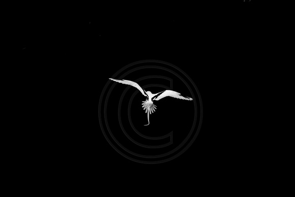 IMG.0387 White-tail Tropic Bird (Phaethon lepturus)