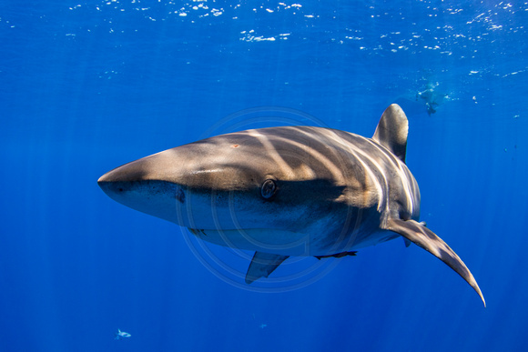 CX5A6436.JPG Oceanic White Tip Shark (Carcharhinus longimanus)