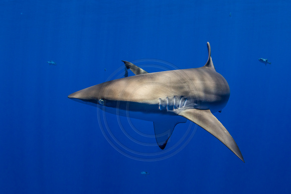 CX5A6483.JPG Silky Shark (Carcharhinus falciformis)