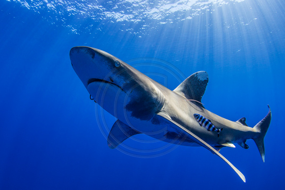 CX5A6723.JPG Oceanic White Tip Shark (Carcharhinus longimanus)