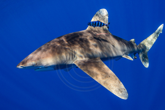 CX5A6624.JPG Oceanic White Tip Shark (Carcharhinus longimanus)