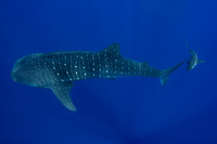 IMG_CX5A5286 Whale Shark (Rhincodon typus)