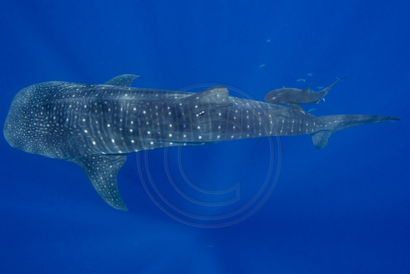 IMG_CX5A5357 Whale Shark (Rhincodon typus)