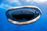 IMG_CX5A5270 Whale Shark (Rhincodon typus)
