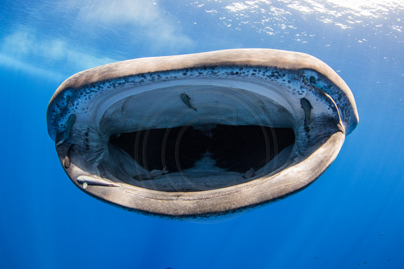 IMG_CX5A5270 Whale Shark (Rhincodon typus)