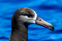 IMG_A4A0216 Black Footed Albatross (Phoebastria nigripes)