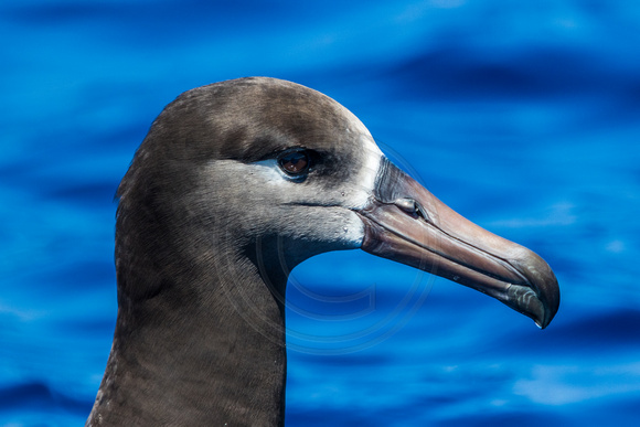 IMG_A4A0216 Black Footed Albatross (Phoebastria nigripes)