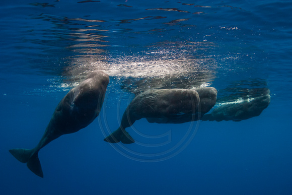 IMG.7865 Sperm Whales (Physeter macrocephalus)