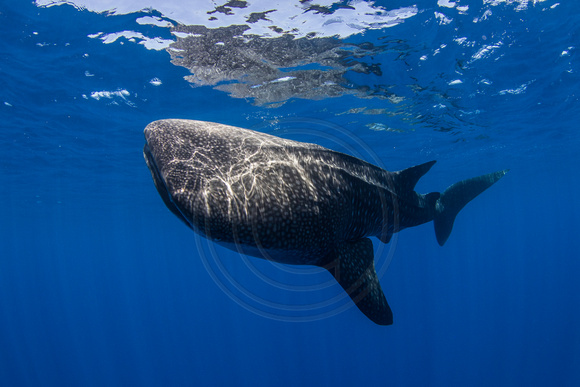 IMG_CX5A7274 Whale Shark (Rhincodon typus)