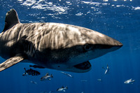 IMG_CX5A7558 Oceanic White Tip Shark (Carcharhinus longimanus)