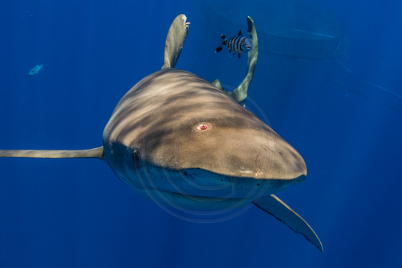 IMG_CX5A7528 Oceanic White Tip Shark (Carcharhinus longimanus)