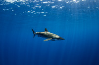 IMG_CX5A7431 Silky Shark (Carcharhinus falciformis)