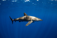 IMG_CX5A7423 Silky Shark (Carcharhinus falciformis)