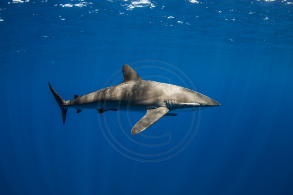 IMG_CX5A7423 Silky Shark (Carcharhinus falciformis)