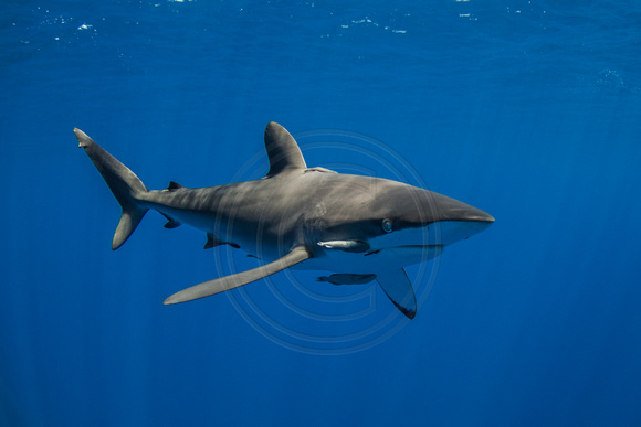 IMG_CX5A7386 Silky Shark (Carcharhinus falciformis)
