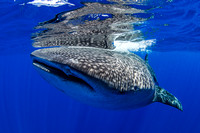 IMG_CX5A7991 Whale Shark (Rhincodon typus)