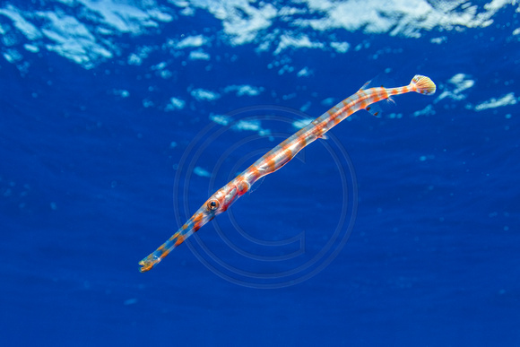 IMG_CX5A7019 Trumpetfish (Aulostomus maculatus) in a "juvenile pelagic" form.