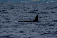 IMG.5300 Killer Whale (Orcinus orca) & Keauhou Sheraton