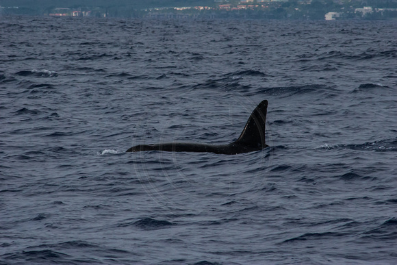 IMG.5300 Killer Whale (Orcinus orca) & Keauhou Sheraton