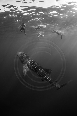 IMG.1608 Whale Shark (Rhincodon typus) & Freediver