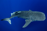 IMG_CX5A0037 Whale Shark (Rhincodon typus)