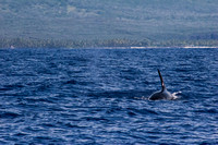 IMG.5262 Killer Whale (Orcinus orca) & Pu'uhonua O' Honaunau