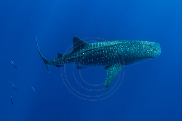 IMG_CX5A1500 Whale Shark (Rhincodon typus)