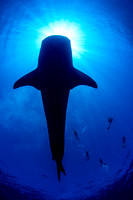 IMG_CX5A1626 Whale Shark (Rhincodon typus)