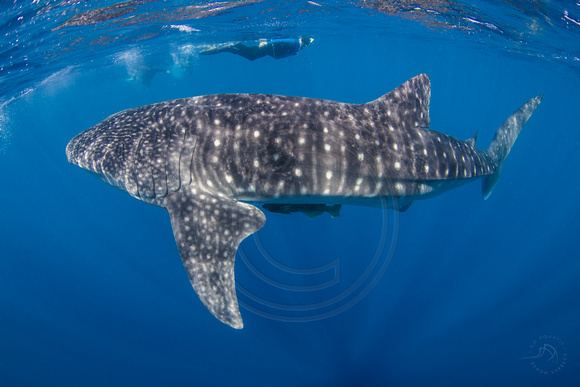 IMG_CX5A7102 Whale Shark Rita (Rhincodon typus)