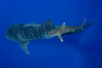 IMG_CX5A5320 Watermark Whale Shark (Rhincodon typus)