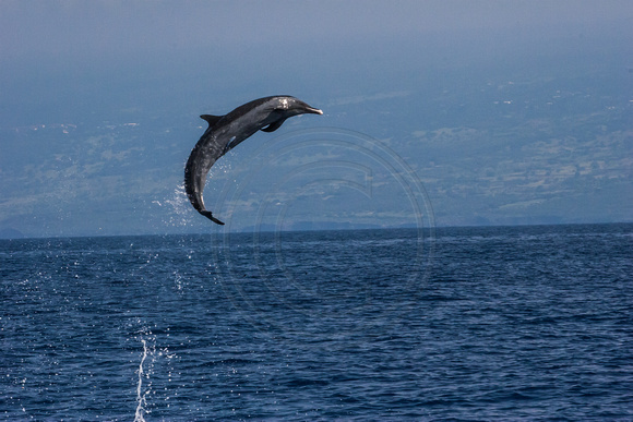 IMG.5383 Pantropical Spotted Dolphin (Stenella attenuata)