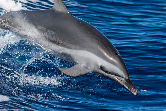 IMG.5048 Pantropical Spotted Dolphin (Stenella attenuata)