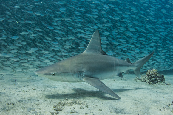 IMG_CX5A6576 Sandy Vieira Sandbar Shark (Carcharhinus plumbeus) w/ Akule