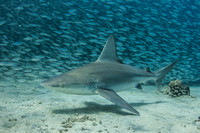 IMG_CX5A6576 Sandbar Shark (Carcharhinus plumbeus) w/ Akule