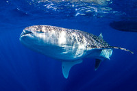 IMG_CX5A3050.JPG "Aluce" Whale Shark (Rhincodon typus)