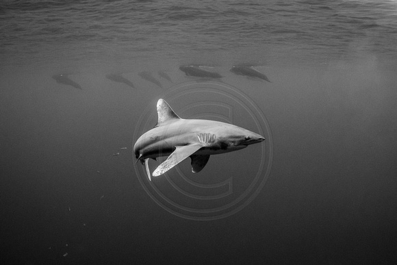 IMG.9045 Oceanic White Tip Shark (Carcharhinus longimanus) w/ Short Finned Pilot Whale (Globicephala macrorhynchus)