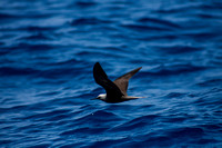IMG.0355 Black Noddy Tern (Anous minutus)