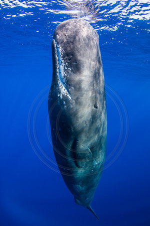 IMG.1380 Sperm Whale (Physeter macrocephalus)