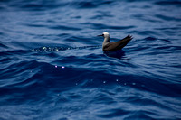 IMG.0359 Black Noddy Tern (Anous minutus)