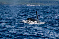 IMG.5269 Killer Whale (Orcinus orca) & Pu'uhonua O' Honaunau