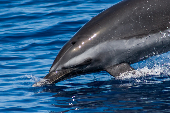IMG.5070 Pantropical Spotted Dolphin (Stenella attenuata)
