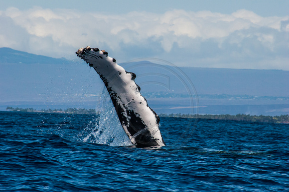 IMG.3167 Humpback Whale (Megaptera novaeangliae)