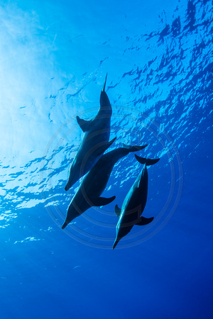 IMG.9155 Rough Toothed Dolphins (Steno bredanensis)