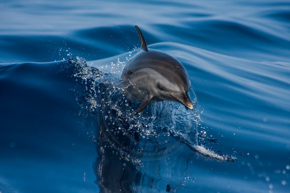 IMG.1494 Pantropical Spotted Dolphin (Stenella attenuata)