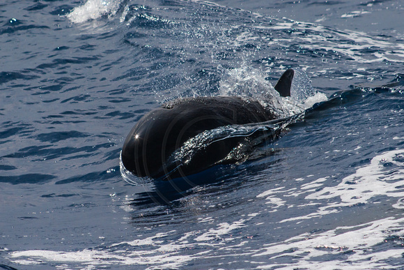 IMG.4531 False Killer Whale (Pseudorca crassidens)