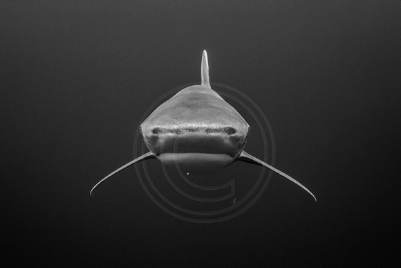 IMG.8971 Oceanic White Tip Shark (Carcharhinus longimanus)