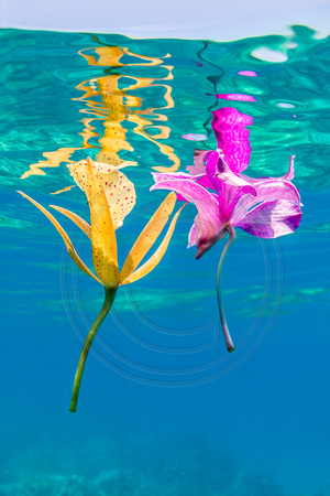 IMG.3763 Floating Orchids