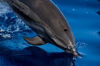 IMG.1524 Pantropical Spotted Dolphin (Stenella attenuata)